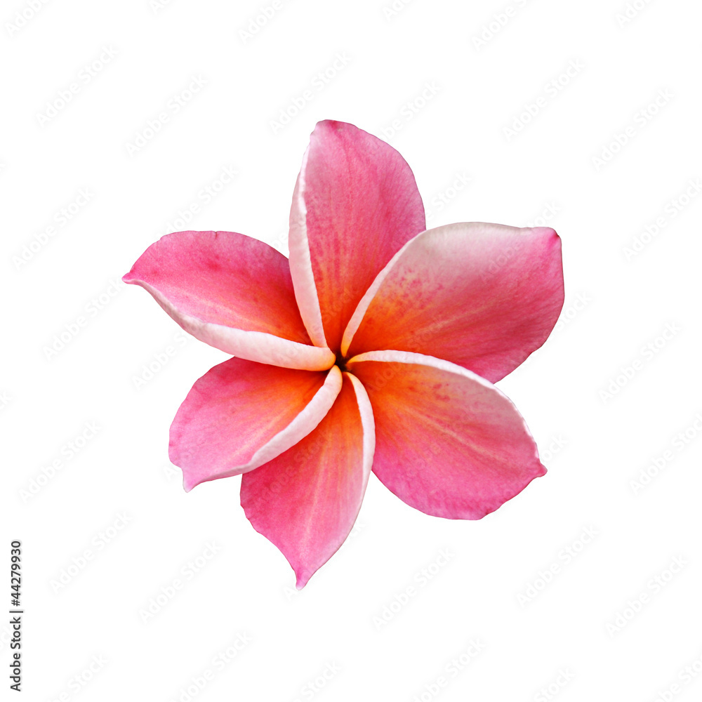 Pink Frangipani flower