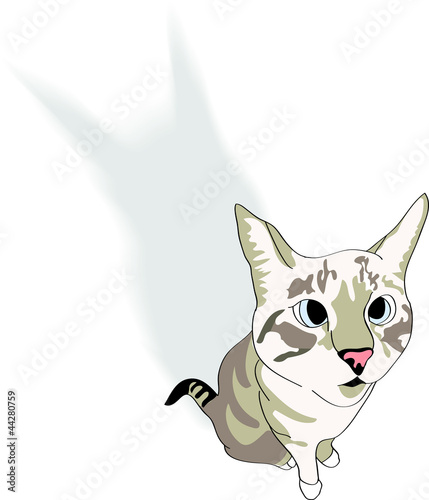 cat