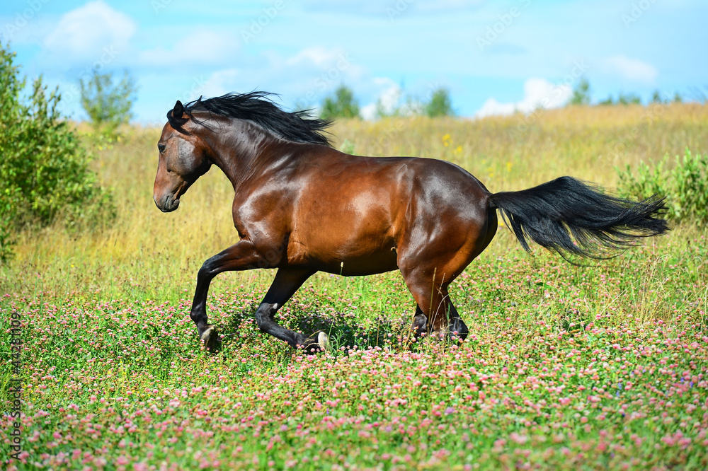 Bay horse runs gallop on flowers meadow Bay horse runs gallop on flowers meadow