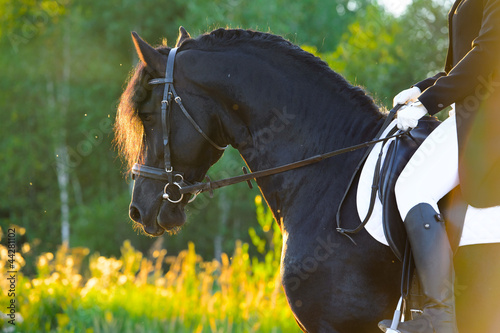 Black Friesian horse in the sunset, horse riding