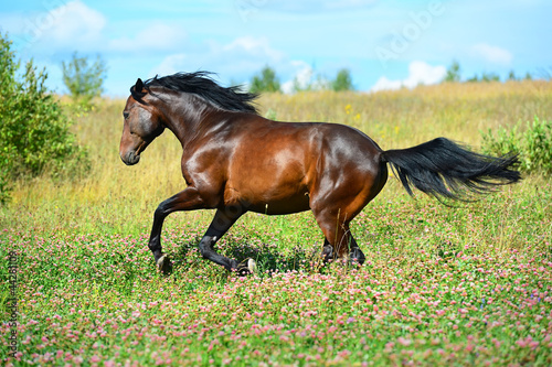 Bay horse runs gallop on flowers meadow