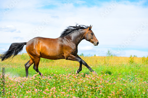 Bay horse runs gallop on flowers meadow