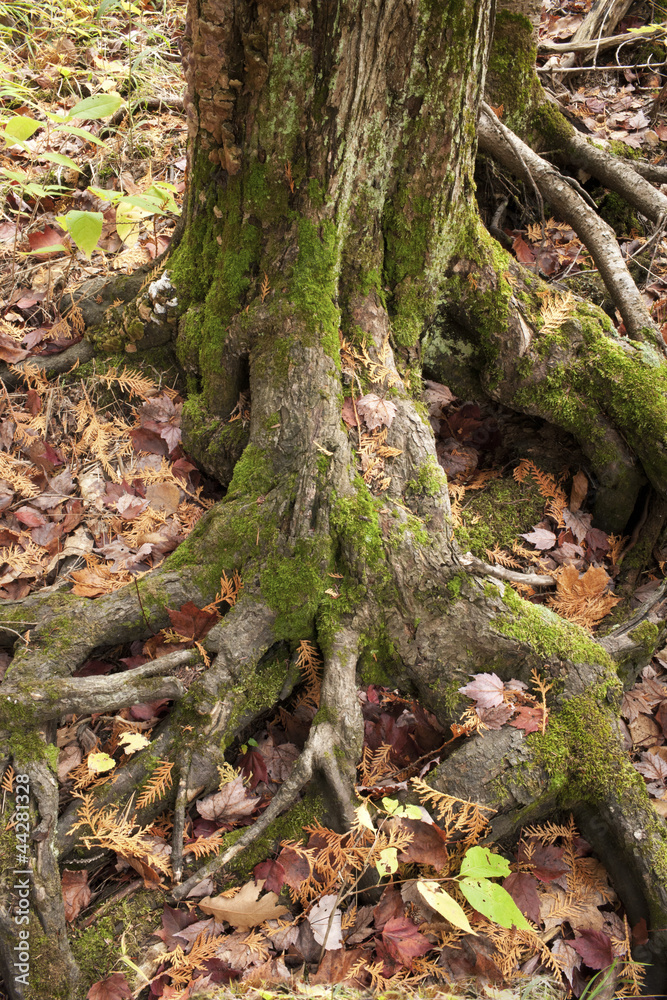 Obraz premium tree trunk