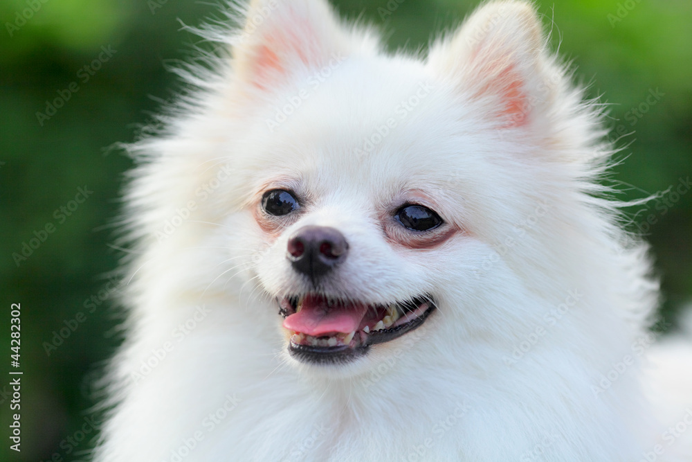 white pomeranian dog