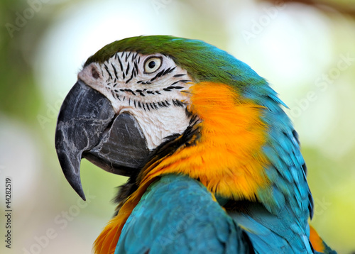 colorful macaw