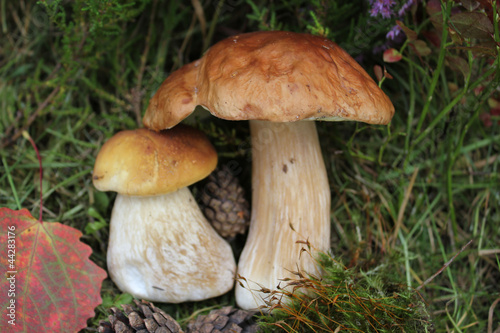 два белых гриба