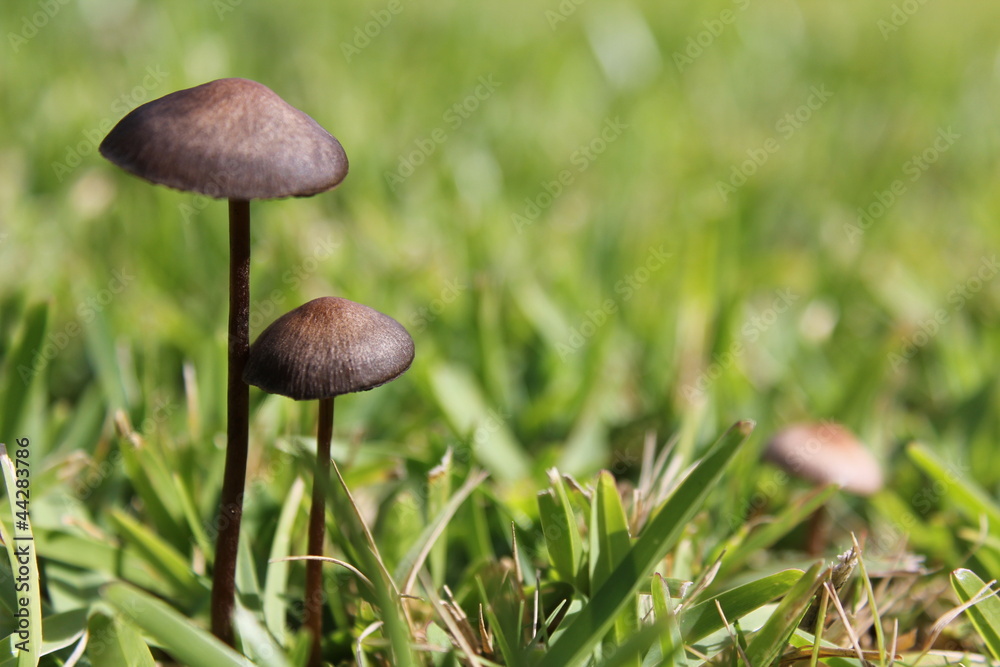 Twp Mushrooms on grass Twp Mushrooms on grass