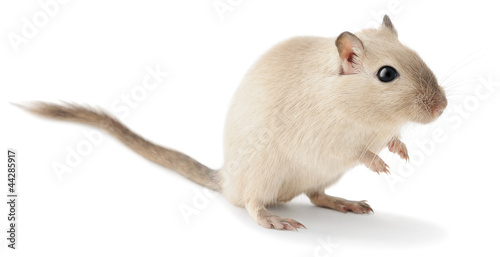 Isolated mouse pet. Cute little gerbil isolated on white background