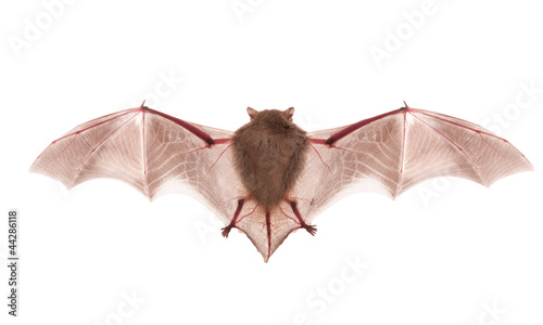 bat on the white background