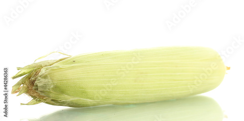 fresh corn  isolated on white