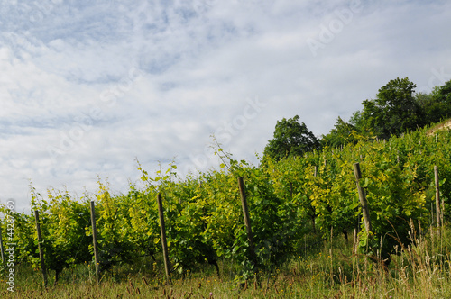 Weinberg bei Freyburg an der Unstrut photo