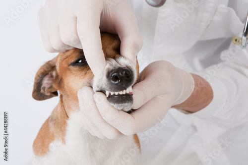 dog dental