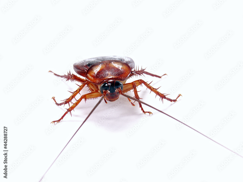 Una cucaracha en fondo blanco.