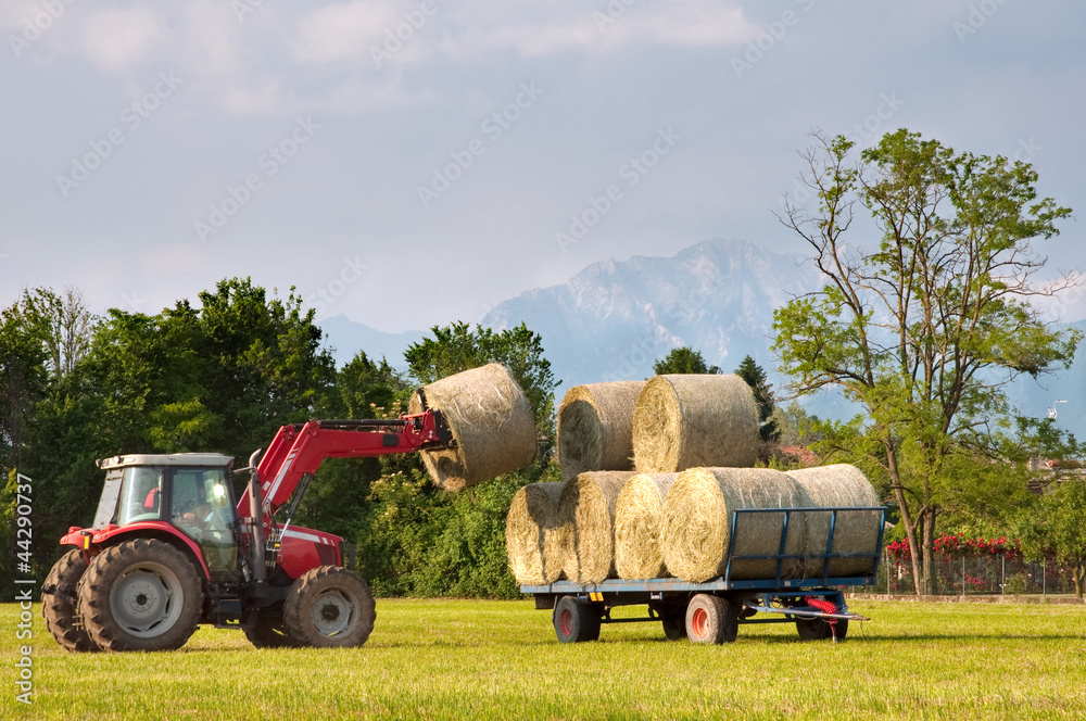 Fototapeta premium Tractor lifting hay bale on barrow