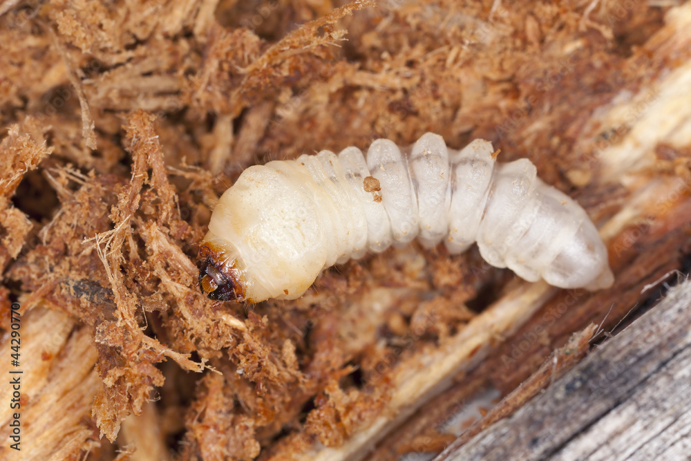 Tragosoma depsarium larva in pine wood Tragosoma depsarium larva in pine wood