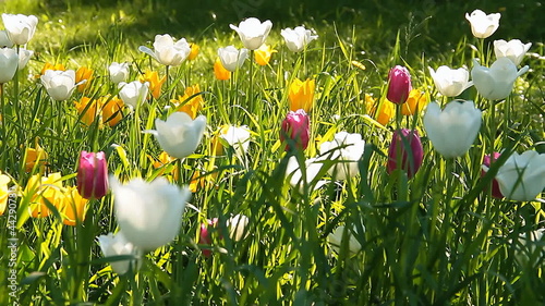 Beautiful Red, Yellow and White Tulips