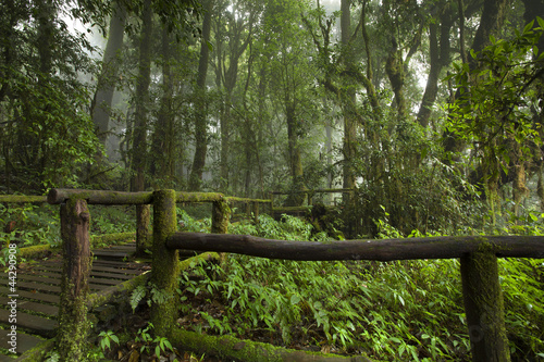 bridge road to the fog jungle forest