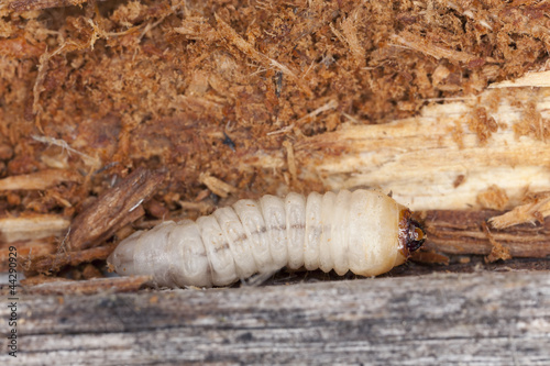 Tragosoma depsarium larva in pine wood
