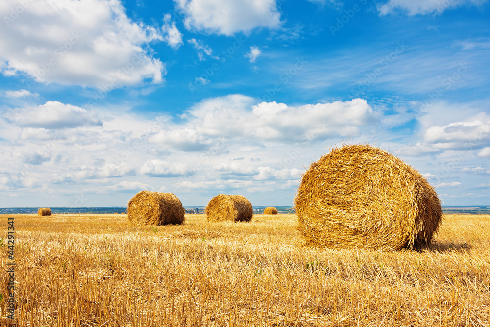 Hay bales on the field