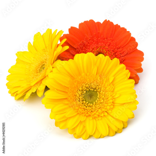 Beautiful daisy gerbera flowers