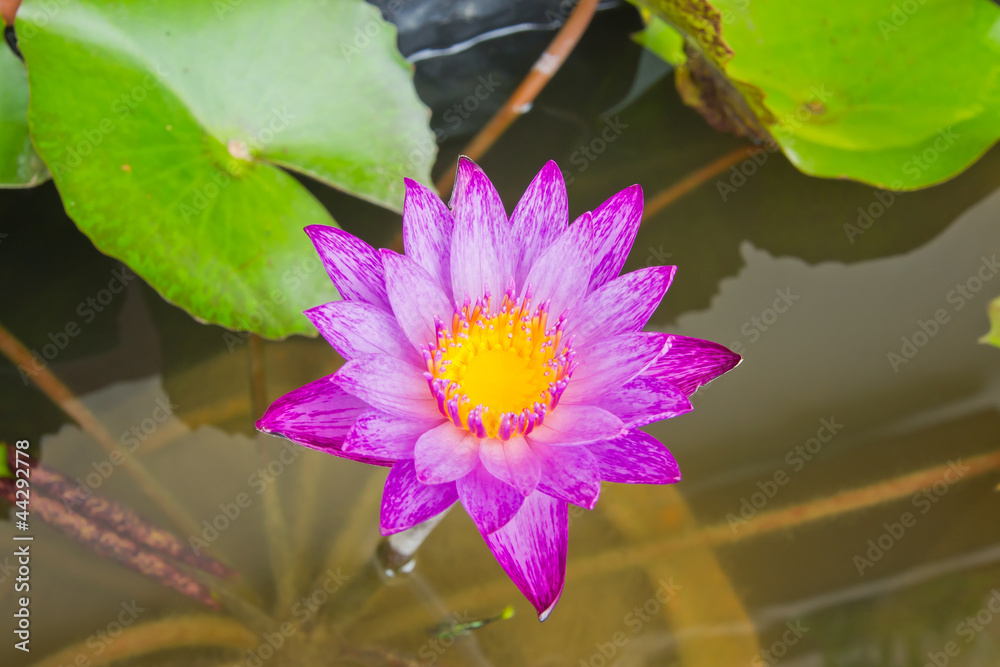 lotus purple water on water background. lotus purple water on water background.