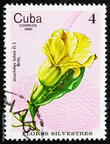 Postage stamp Cuba 1980 Yellow Mandevilla, Wildflower photo