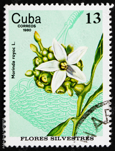 Postage stamp Cuba 1980 Redgal, Morinda Royoc, Wildflower photo