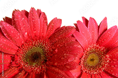 Close up of isolated red flowers with water drops