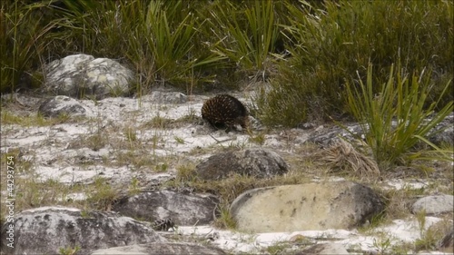 Australiens Ameisenigel