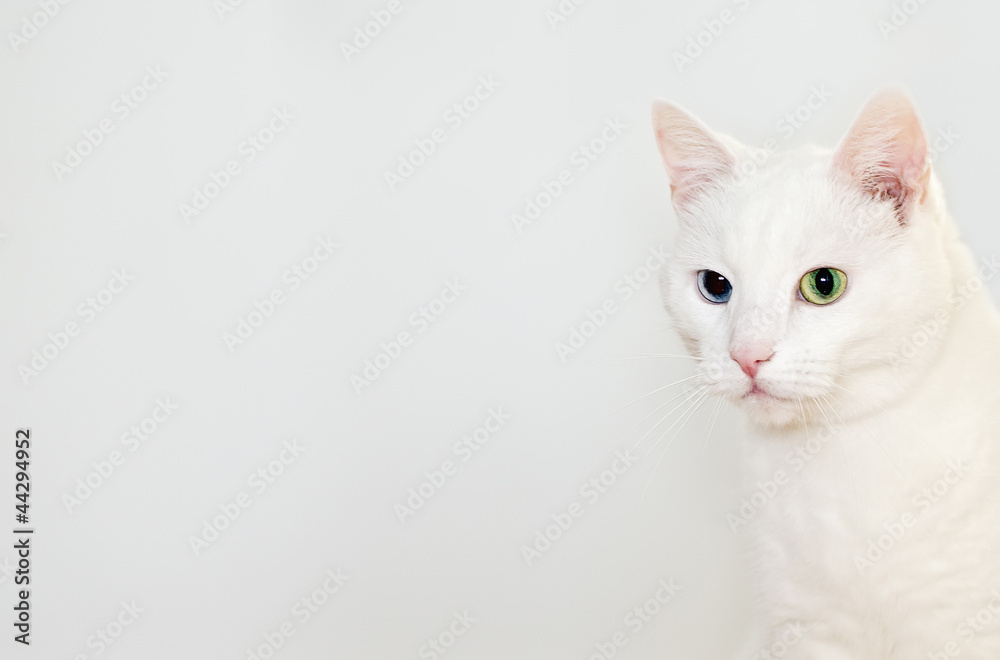 Portrait of white cat. Space for text
