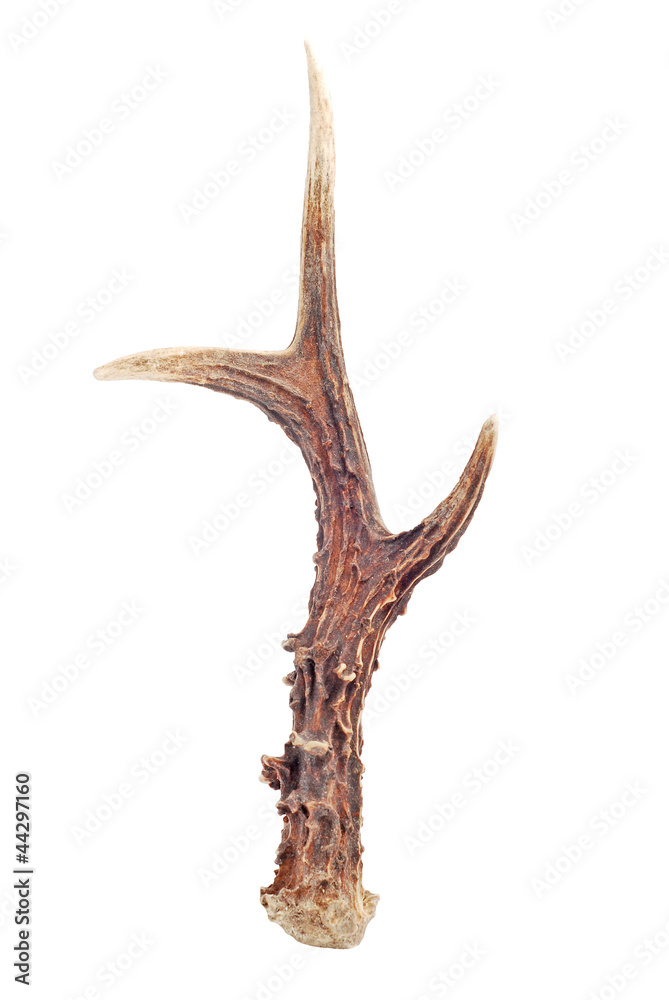Fototapeta premium antlers