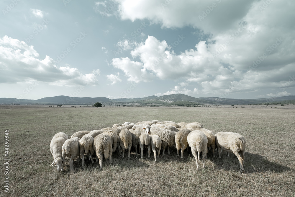 Styled countryside with sheep grazing in the meadow Styled countryside with sheep grazing in the meadow