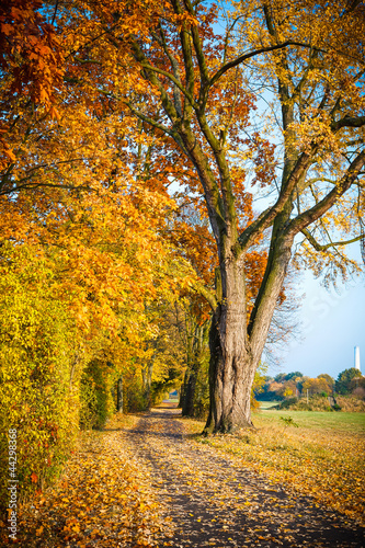 Fototapeta Naklejka Na Ścianę i Meble -  Pathway in the autumn park