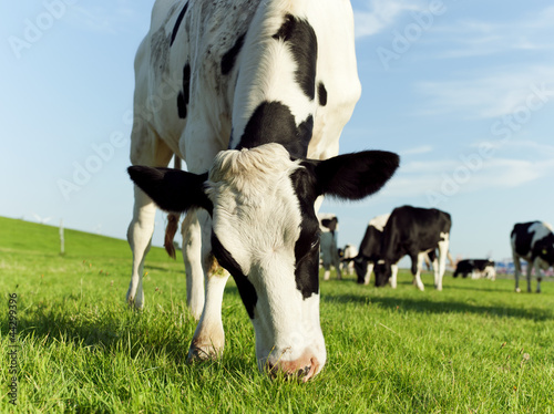 Grazing holstein cow
