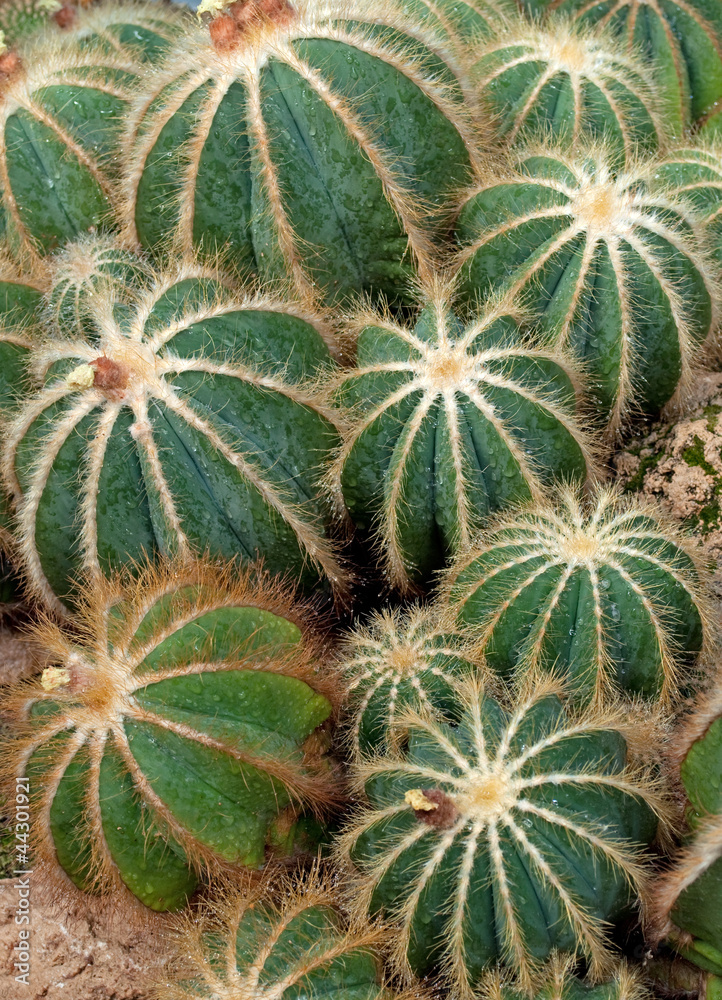 Eriocactus magnificus Eriocactus magnificus