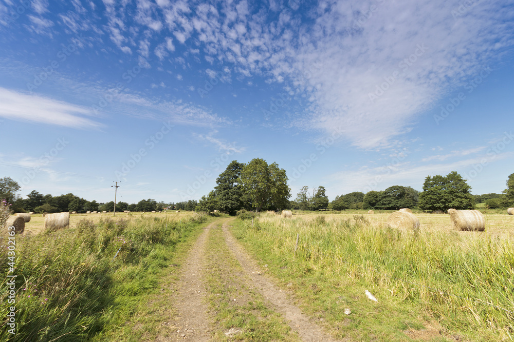 Track in Corn Field