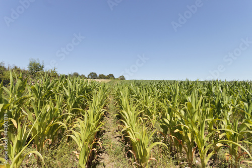 Maize Field