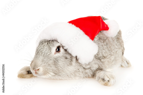 Gray rabbit in a Santas hat, isolated on white