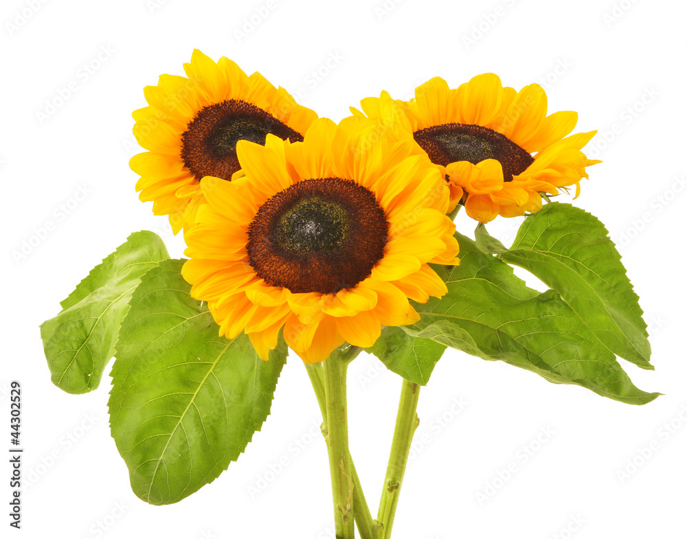 Obraz premium Composition with sunflowers isolated on white background