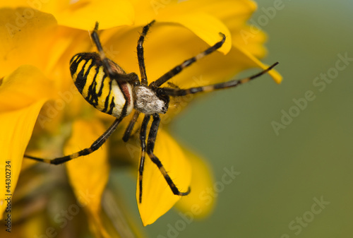 Wasp, Argiope bruennichi