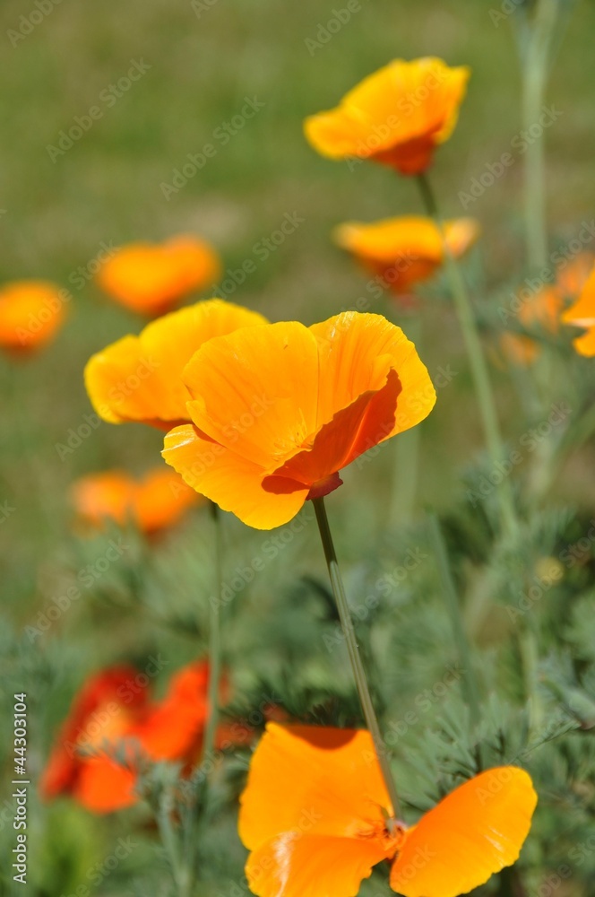 Fototapeta premium Escholzia