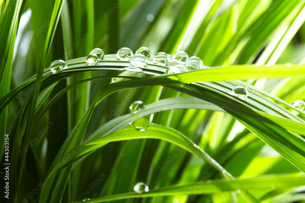 Fototapeta premium krople wody na zielonej trawie