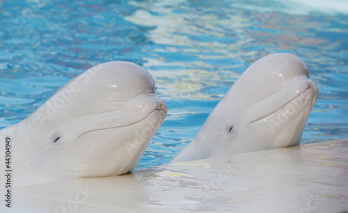 Valokuva two beluga whales (white whale) in water