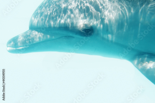 Print op canvas underwater portrait of bottlenose dolphin