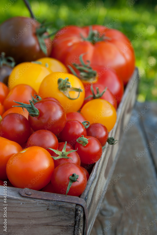 tomatoe basket