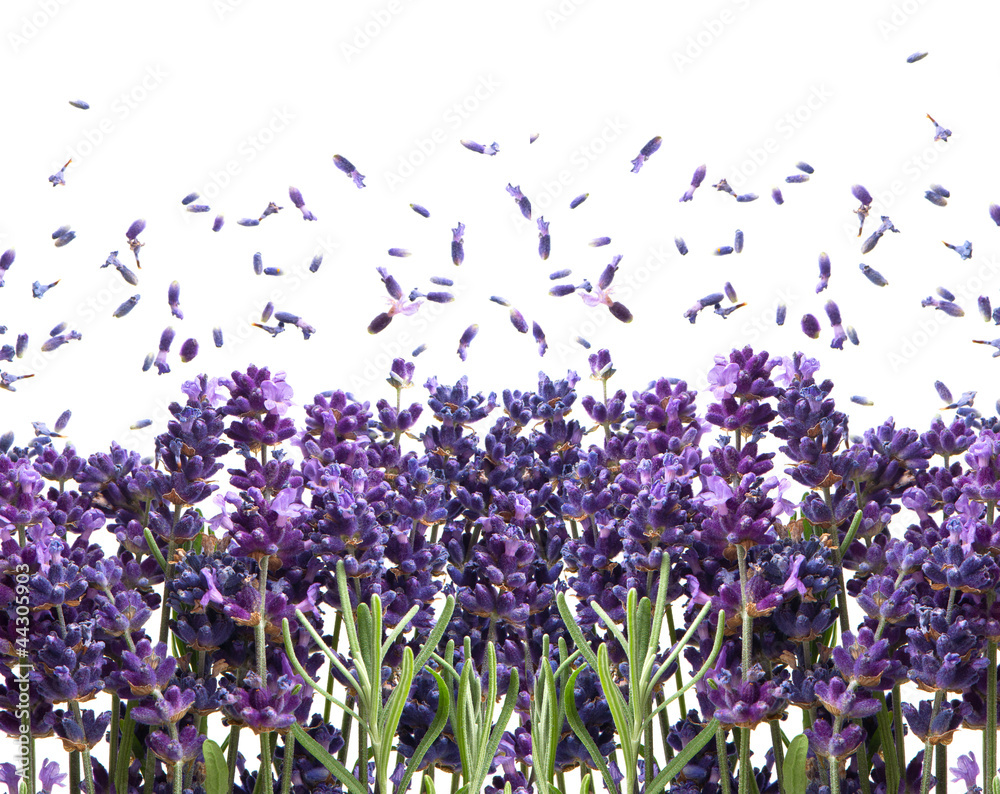 Naklejka premium fresh lavender flowers on white