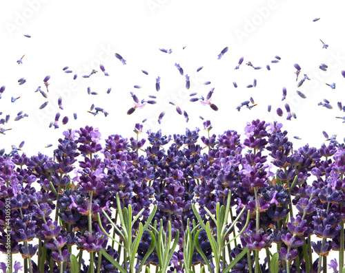 fresh lavender flowers on white