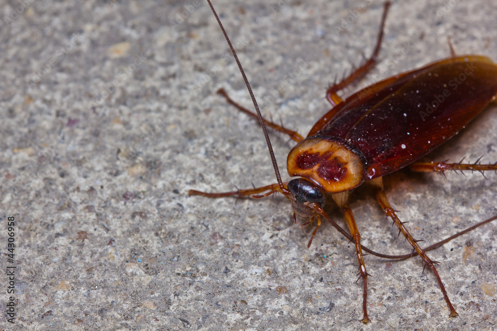 Close up cockroach on floor Close up cockroach on floor