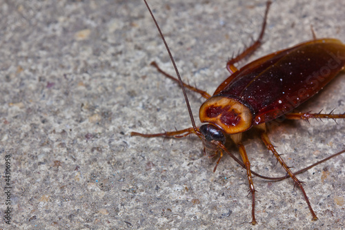 Close up cockroach on floor