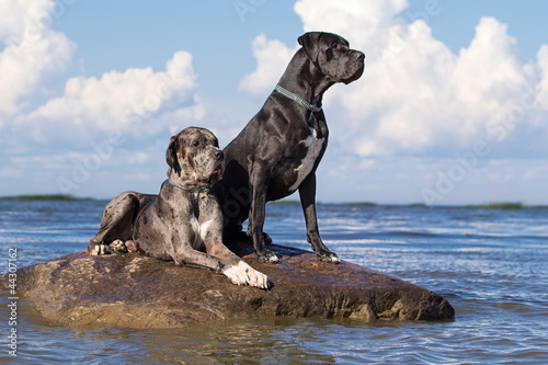 Two mastiff dogs on rock in sea